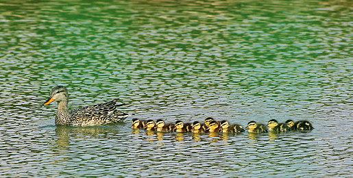 《猫郎乐园》预计2021年夏季登陆Steam ＆iOS＆安卓平台